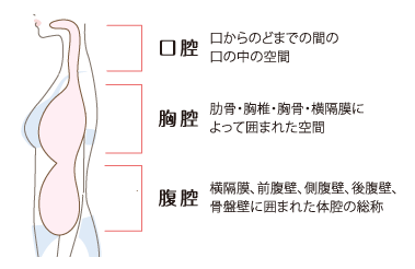 口腔・胸腔・腹腔のイメージ図