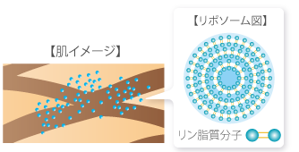 肌イメージとリポソームイメージ