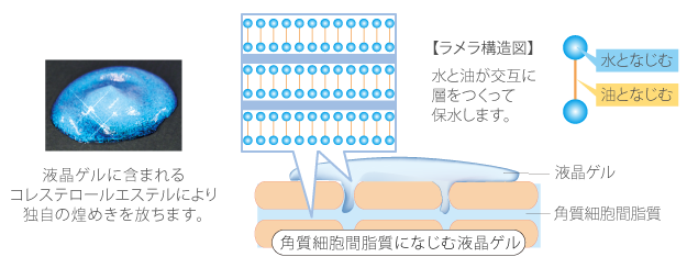 コレステロールエステル写真とラメラ構造イメージ