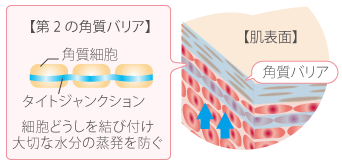 肌表面のイメージと第二の角質バリア